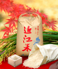 近江米。